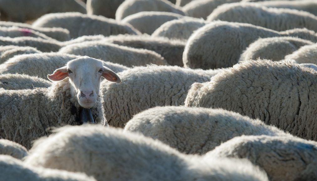 Dans l'Ancien Testament, le sacrifice est synonyme de fête. Image d'illustration. © iStock/angelsimon Dans l'Ancien Testament, le sacrifice est synonyme de fête. Image d'illustration. © iStock/angelsimon / Dans l'Ancien Testament, le sacrifice est synonyme de fête. Image d'illustration. © iStock/angelsimon