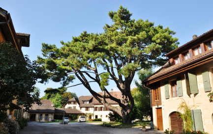 La Communauté de Grandchamp à Areuse / ©Alexandra Urfer Jungen